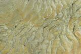 Pennsylvanian, Fossil Microbial Mat - Oklahoma #133151-1